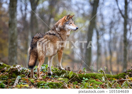 Wolf (Canis lupus) in autumn forest. Grey wolf in natural habitat 105584689