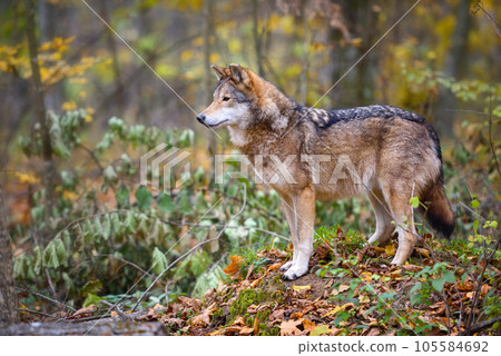 Wolf (Canis lupus) in autumn forest. Grey wolf in natural habitat 105584692