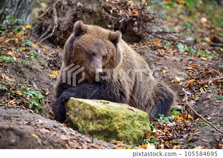 European brown bear in the autumn colored forest. Big brown bear in forest. European brown bear in the autumn colored forest. Big brown bear in forest. 105584695