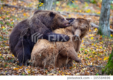 Two brown bears fight together in the autumn colored forest Two brown bears fight together in the autumn colored forest 105584696