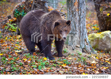 European brown bear in the autumn colored forest. Big brown bear in forest. European brown bear in the autumn colored forest. Big brown bear in forest. 105584697