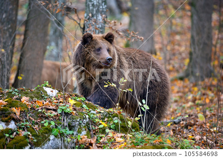 European brown bear in the autumn colored forest. Big brown bear in forest. European brown bear in the autumn colored forest. Big brown bear in forest. 105584698