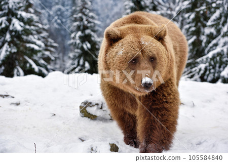 Wild brown bear (Ursus arctos) on the snow Wild brown bear (Ursus arctos) on the snow 105584840
