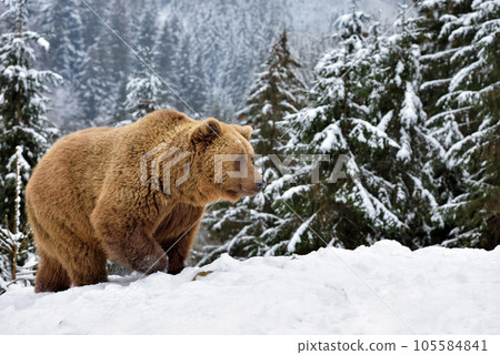 Wild brown bear (Ursus arctos) on the snow Wild brown bear (Ursus arctos) on the snow 105584841