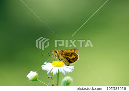 Kimadara seseri butterfly sucking nectar from a Halcyon flower (using a macro lens, outdoor natural light, close-up photo) Kimadara seseri butterfly sucking nectar from a Halcyon flower (using a macro lens, outdoor natural light, close-up photo) 105585956