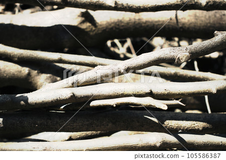 A bleak texture retouched in monochrome silver tones for an image of piled felled branches 105586387
