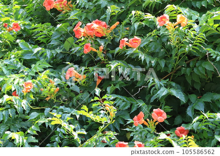 Blooming orange trumpet vine flowers Blooming orange trumpet vine flowers 105586562
