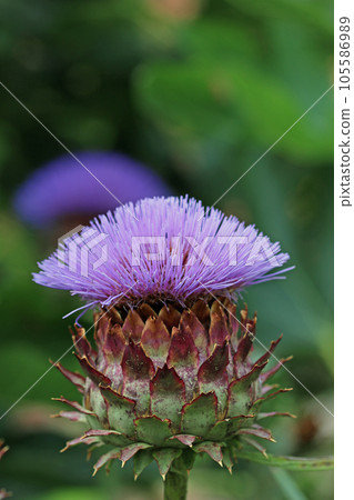 Purple cardoon flower in close up 105586989