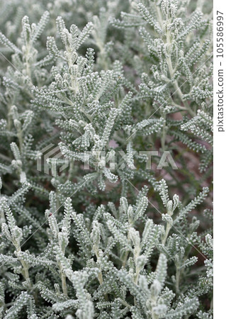 Cotton lavender plant with silver grey foliage Cotton lavender plant with silver grey foliage 105586997