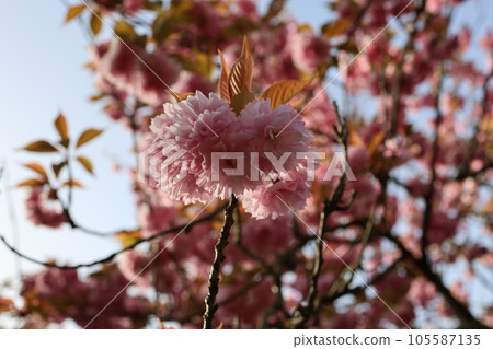 櫻桃樹 105587135
