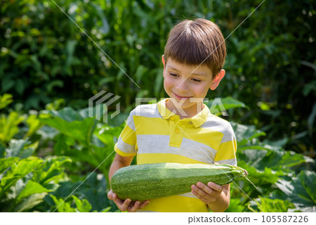 Portrait of happy young boy holding marrows in community garden. Happy kid smiling and grimacing surprised with reach harvest. Eco village farming concept 105587226