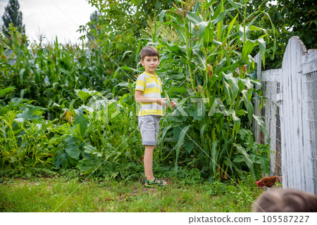 Portrait of adorable child boy in a field of the countryside with green plants maize in summer day. Eco nature, agriculture, summer leisure in village concept 105587227
