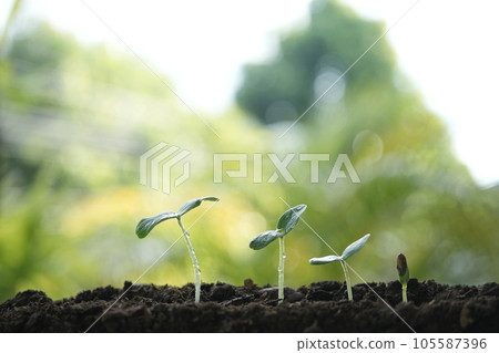 Three states of small growing tree sprout closeup Three states of small growing tree sprout closeup 105587396