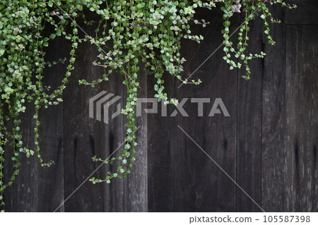 Pilea Depressa plant hanging with wooden wall background Pilea Depressa plant hanging with wooden wall background 105587398