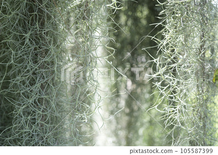 Spanish Moss plant tree closeup Spanish Moss plant tree closeup 105587399