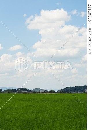 仲夏稻田風景 105587457