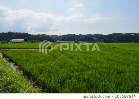 仲夏稻田風景 105587634