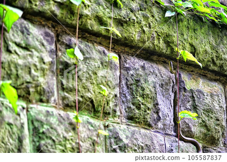 [Yokosuka] Suwa Odai Shrine Ishigaki Snake 105587837