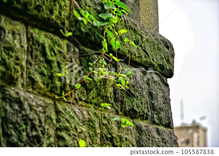 [Yokosuka] Suwa Odai Shrine Ishigaki Snake 105587838