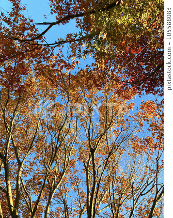 Maple leaves Maple leaves 105588083