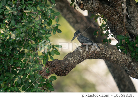Giant kingfisher looks down from leafy tree Giant kingfisher looks down from leafy tree 105588193