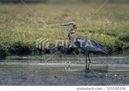 Goliath heron in river near grassy bank Goliath heron in river near grassy bank 105588198