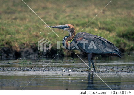 Goliath heron in river spraying water droplets Goliath heron in river spraying water droplets 105588199