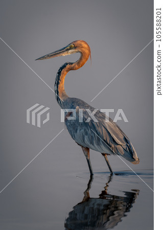 Goliath heron stands in shallows with reflection 105588201