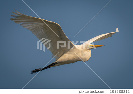 Great egret flies through sky spreading wings 105588211
