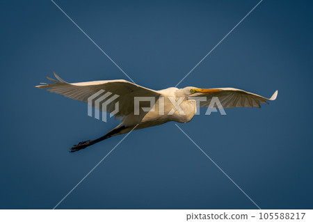 Great egret glides through sky spreading wings Great egret glides through sky spreading wings 105588217