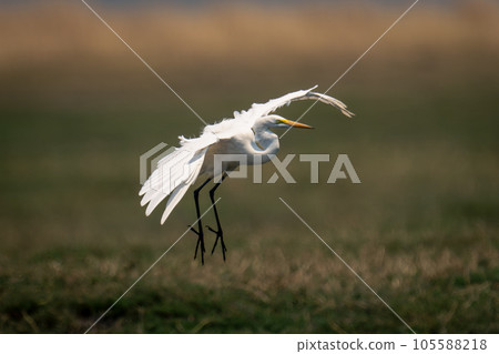 Great egret glides towards grass in sunshine Great egret glides towards grass in sunshine 105588218