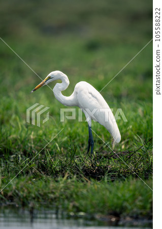 Great egret in profile on grassy riverbank 105588222