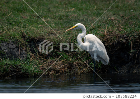 Great egret in river near grassy bank 105588224