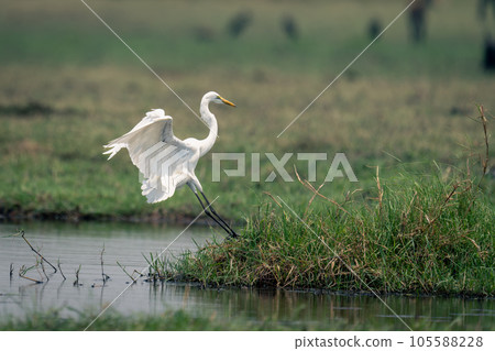 Great egret lands on grass by river 105588228