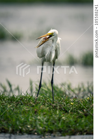 Great egret standing with fish in beak 105588241