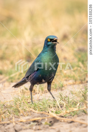 Greater blue-eared starling on grass opening beak 105588286