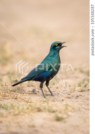 Greater blue-eared starling on sand opening beak 105588287