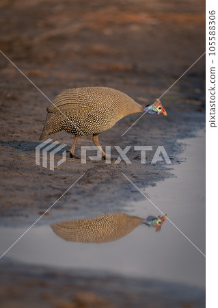 Helmeted guineafowl bends to drink from river 105588306
