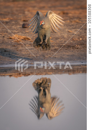 Helmeted guineafowl jumps reflected in shallow water 105588308