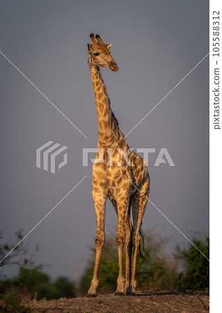 Female southern giraffe stands on earth mound Female southern giraffe stands on earth mound 105588312