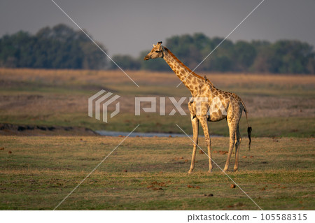 Female southern giraffe stands on grassy riverbank 105588315