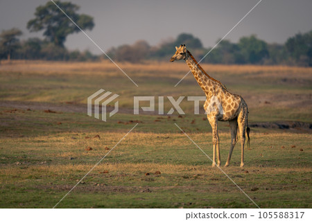 Female southern giraffe stands on short grass 105588317