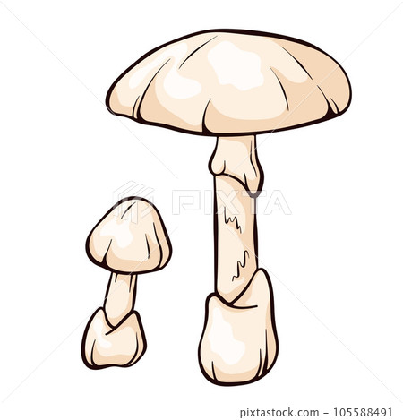 The death cap mushroom in cartoon style. Amanita phalloides forest poisonous mushroom, toxic, deadly poisonous fungus. Vector illustration isolated on a white background. The death cap mushroom in cartoon style. Amanita phalloides forest poisonous mushroom, toxic, deadly poisonous fungus. Vector illustration isolated on a white background. 105588491