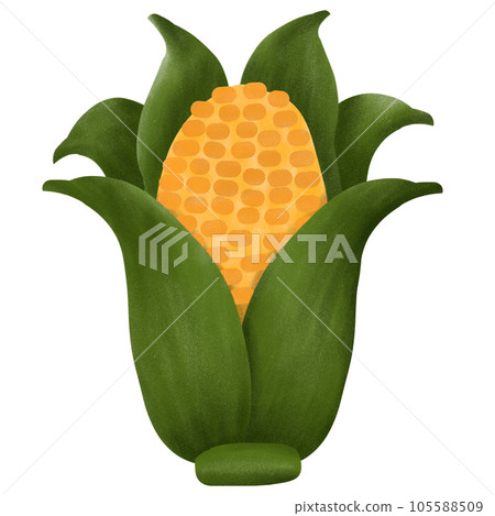 Corn  Corn  105588509