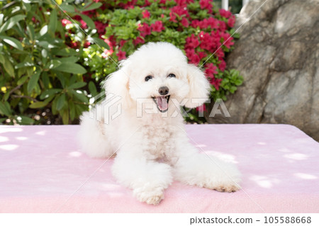 Aron-chan,一隻坐在春天花園裡笑的玩具貴賓犬 Aron-chan,一隻坐在春天花園裡笑的玩具貴賓犬 105588668