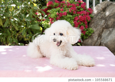 Aron-chan,一隻坐在春天花園裡的玩具貴賓犬 Aron-chan,一隻坐在春天花園裡的玩具貴賓犬 105588671