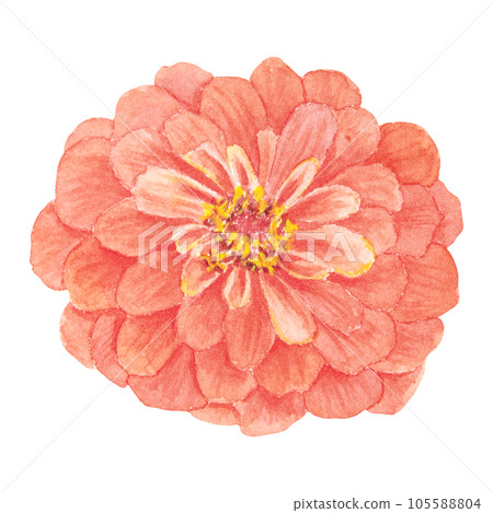 Orange Zinnia watercolor illustration. Hand drawn botanical painting, floral sketch. Colorful flower clipart for summer or autumn design of wedding invitation, prints, greetings, sublimation, textile 105588804