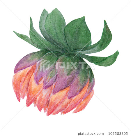 Orange dahlia watercolor illustration. Hand drawn botanical painting, floral sketch. Colorful flower clipart for summer or autumn design of wedding invitation, prints, greetings, sublimation, textile Orange dahlia watercolor illustration. Hand drawn botanical painting, floral sketch. Colorful flower clipart for summer or autumn design of wedding invitation, prints, greetings, sublimation, textile 105588805