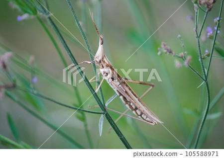 Extra large grasshopper 105588971