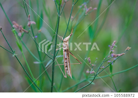 A grasshopper perched on a branch (very large) 105588972